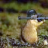 Kampfhamster
