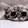 coolcat