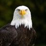 White Eagle