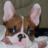 Bully-Bo