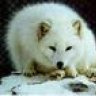 polarfuchs